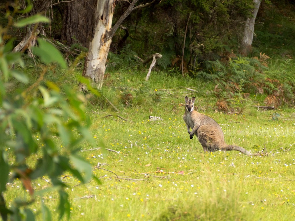 Red-necked wallaby, South-East Forest National Park