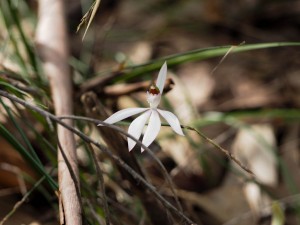 Ground orchid on the Ridge walk, Georges River NP
