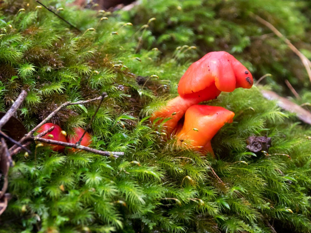 Red mushrooms, Olney State Forest