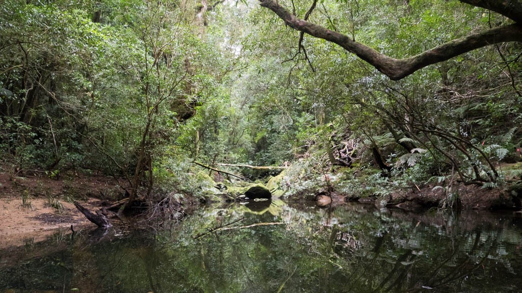Wollombi Brook would have been a beautiful, if leech-infested, spot for a dip in summer, Olney State Forest