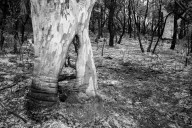 Scribbly Gums after a controlled-burn near Cowan
