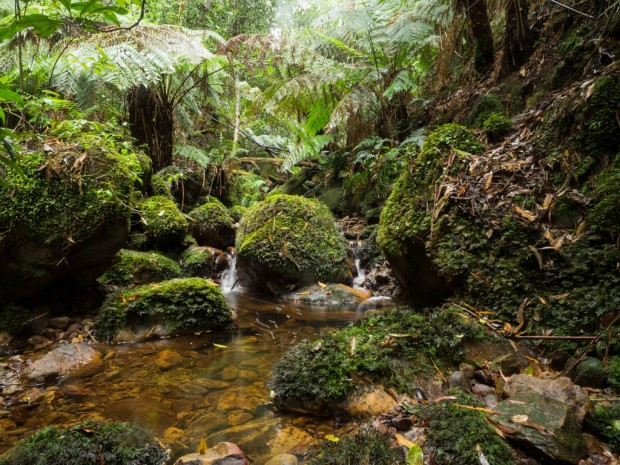 A lush creek gully before the ascent to the Hidden Valley campsite, Budawang Range, Morton NP, NSW