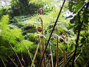 Tree ferns unfurl in the remnant rainforest enclave of The Vines